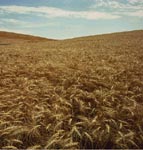 Photo: Wheat field