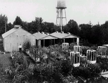 Photo: Flowering experiments at Arlington Farms,1930s