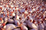 Photo: Flock of Beltsville small white turkeys, Beltsville Agricultural Research Center, n.d.