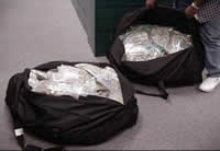 photo - seized marijuana