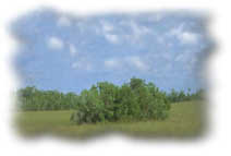 photo of tree islands