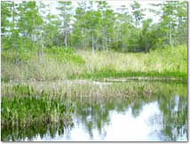 photo of trees and water