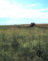 Mature native grass.