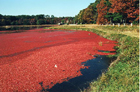 A cranberry field.