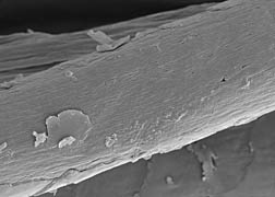 Micrografía electrónica de barrido de una fibra de lana tratada con el método desarrollado por el ARS para alisar la lana y prevenir el encogimiento. Enlace a la información en inglés sobre la foto