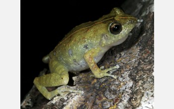 Close up of a frog