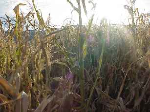 Sunset at corn maze.