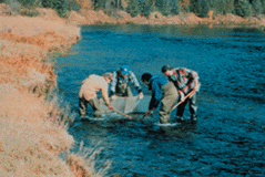 Biologists collecting samples of aquatic insects from a site impacted by mining activity.