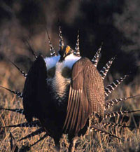 Gunnison Sage grouse