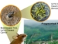 Lyme disease transmission is related to forest ecology.