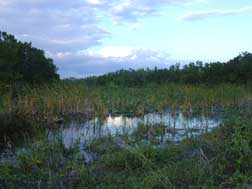 photo of wetland in Everglades National Park