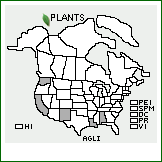 Distribution of ×Agropogon littoralis (Sm.) C.E. Hubbard [Agrostis stolonifera × Polypogon monospeliensis]. . 