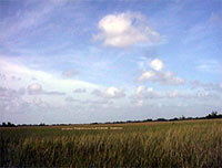 photo of freshwater marsh at Taylor Slough