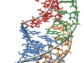 A piece of the RNA domain in human telomerase