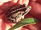 Wood frog