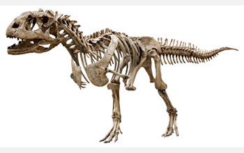 Photo of skeletal reconstruction of Majungasaurus, a Late Cretaceous dinosaur from Madagascar.