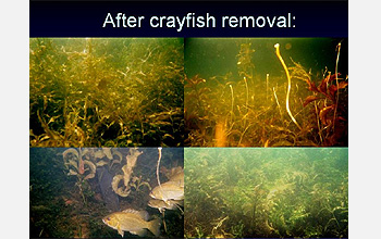 Four underwater scenes with text after crayfish removal.