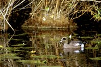 American Wigeon