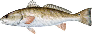 Redfish illustration