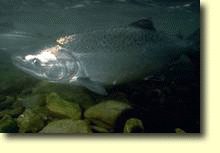 Salmon photographed underwater.
