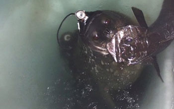seal with fish in its mouth