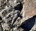 Close up of pelvis of what researchers believe is a previously unknown plant-eating dinosaur