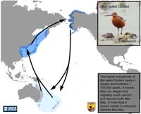 Bar-tailed Godwit Flyway Map