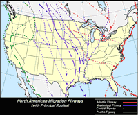 North American flyways