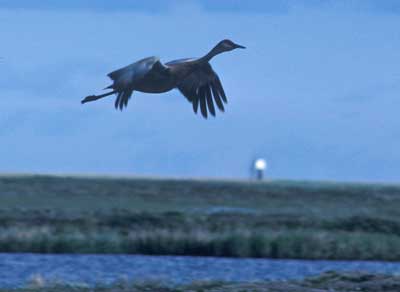 Lesser Sandhill Crane - photo by Craig Ely, USGS