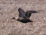 Common Eider hen flying - photo by Jeff Wasley, USGS