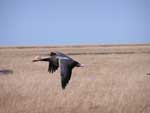 Emperor Goose flying - photo by Jeff Wasley, USGS