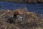 Emperor Goose on nest - photo by Craig Ely, USGS