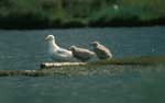 Glaucous Gull and chicks - photo by Tim Bowman, USFWS