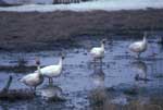 Snow Geese foraging - photo by Craig Ely, USGS