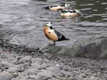 Steller's Eider - photo by Jeff Wasley, USGS