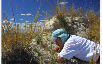 Photo of David Krause searching for tiny fossil mammal teeth in northwestern Madagascar.