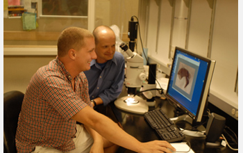 Photo of Harald Parzer and Armin Moczek in the laboratory at Indiana University.