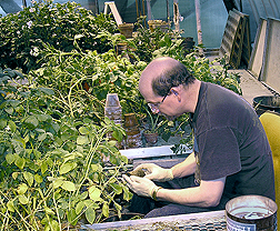 Technician examines potato clones developed by the Cornell Potato Breeding Program for nematode resistance: Click here for full photo caption.