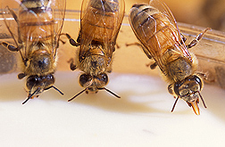 Honey bees devour a new, nutrient-rich artificial diet, the result of 5 years of research: Click here for photo caption.