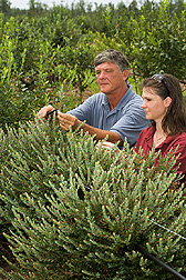 Geneticist and horticulturist select cuttings for propagation of Native Blue: Click here for full photo caption.