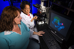 Entomologist (left) and technician discuss the location of a fluorescent-labeled marker through a confocal microscope: Click here for full photo caption.