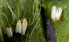 Whiteflies (Bemisia tabaci): Click here for photo caption.