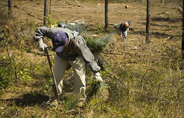 Photo of a man planting longleaf pine seedlings at the refuge