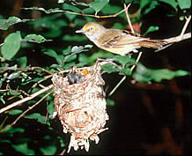 Photo of a warbler at the nest with young