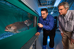 Molecular biologists examine breeders in the selective breeding program at the National Center for Cool and Cold Water Aquaculture: Click here for full photo caption.