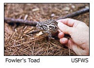 fowler's toad