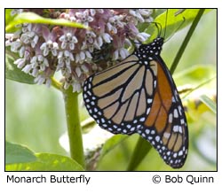 monarch butterfly