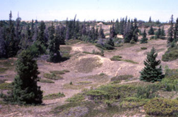 stabilized sand at Brandon Sand Hills