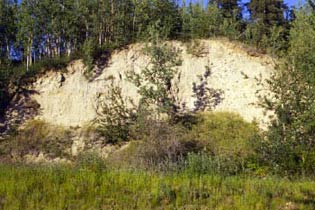 Loess deposit at Birch Hill, Alaska