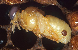 An adult female Varroa mite feeds on a developing bee: Click here for photo caption.